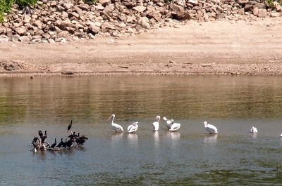 [On a branch in shallow water are about 10 black cormorants. Beside them standing in the water are 7 white pelicans.]